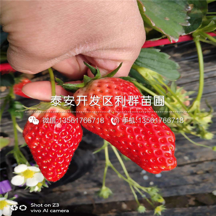 山东甜查理草莓苗批发价格、山东甜查理草莓苗多少钱一棵