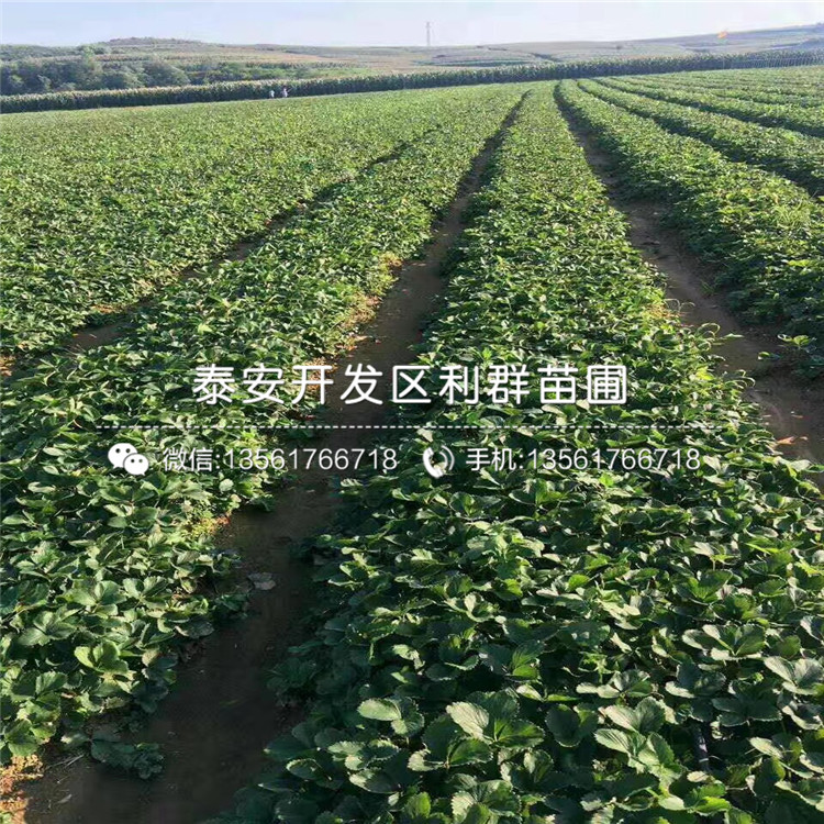 京留香草莓苗品种介绍、2019年京留香草莓苗价格