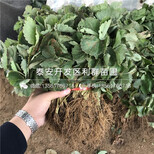 麦特莱草莓苗多少钱一棵图片4