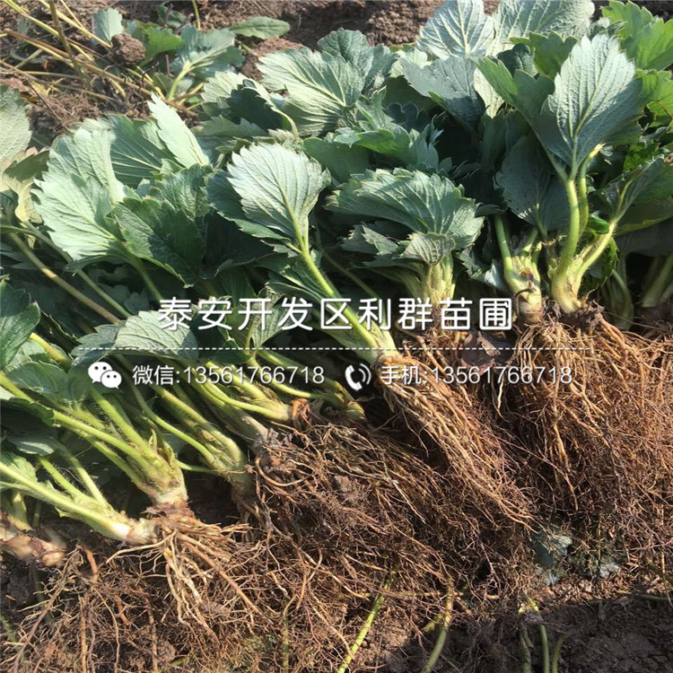 2019年雪里香草莓苗价格