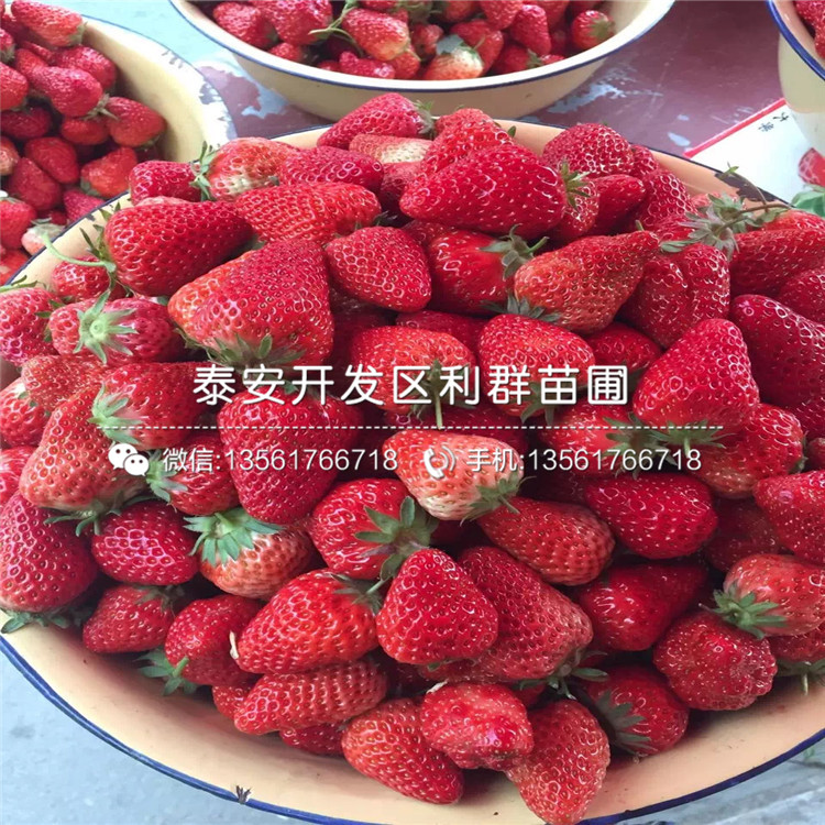 淡雪草莓苗出售、淡雪草莓苗基地