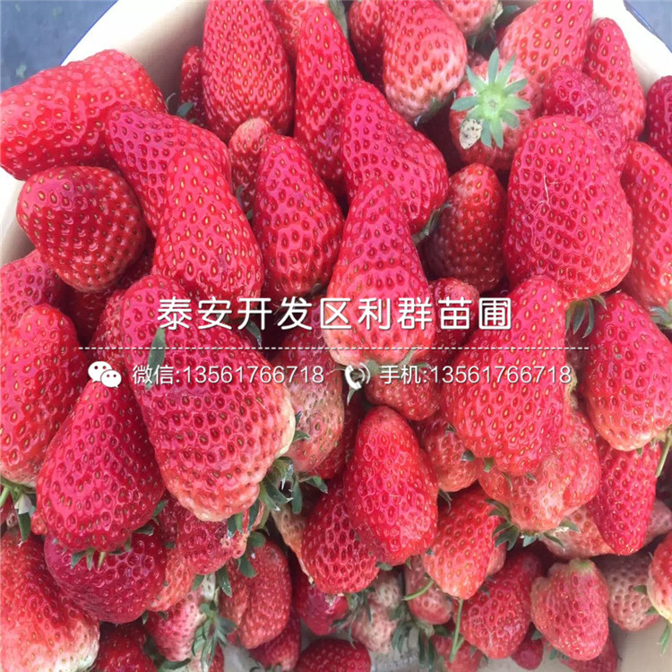 红颊草莓苗批发、2019年红颊草莓苗价格