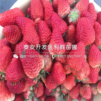 菠萝莓草莓苗出售价格是多少