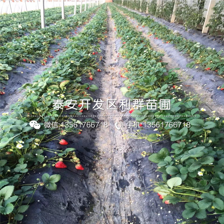 明晶草莓苗出售价格、2019年明晶草莓苗报价