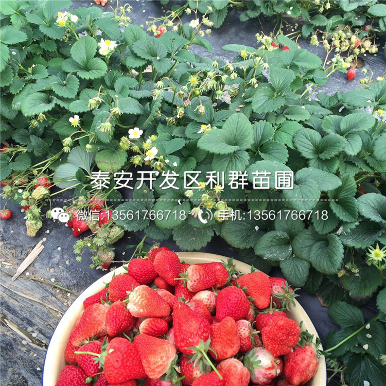 红花草莓苗出售价格、红花草莓苗出售基地