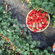 山东妙香3号草莓苗出售基地图片