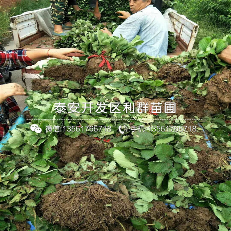 2019年鬼怒甘草莓苗价格、鬼怒甘草莓苗多少钱一棵