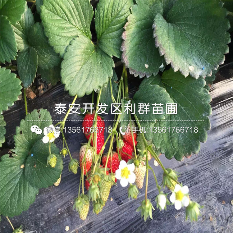 京郊小白草莓苗、京郊小白草莓苗批发基地