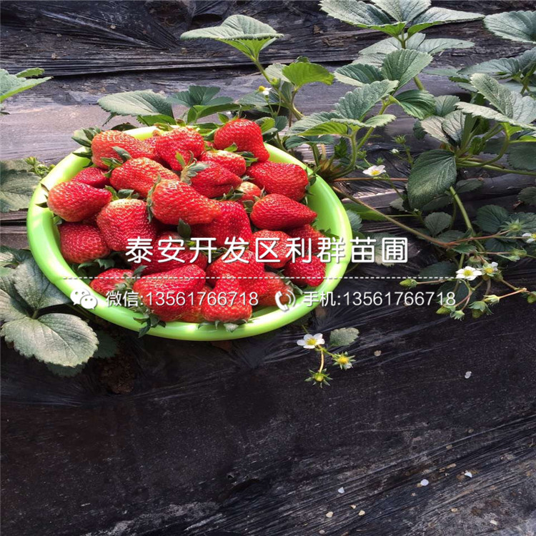 草莓种苗报价、2019年草莓种苗价格