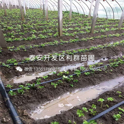 山東露天草莓苗出售、山東露天草莓苗價(jià)格