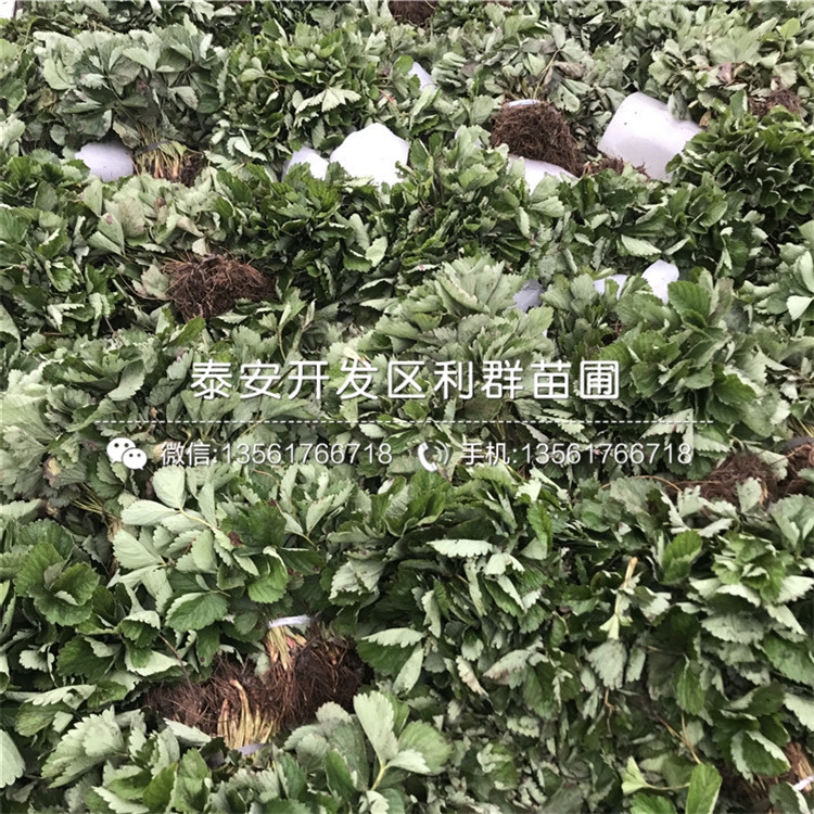 山东白草莓苗、白草莓苗基地