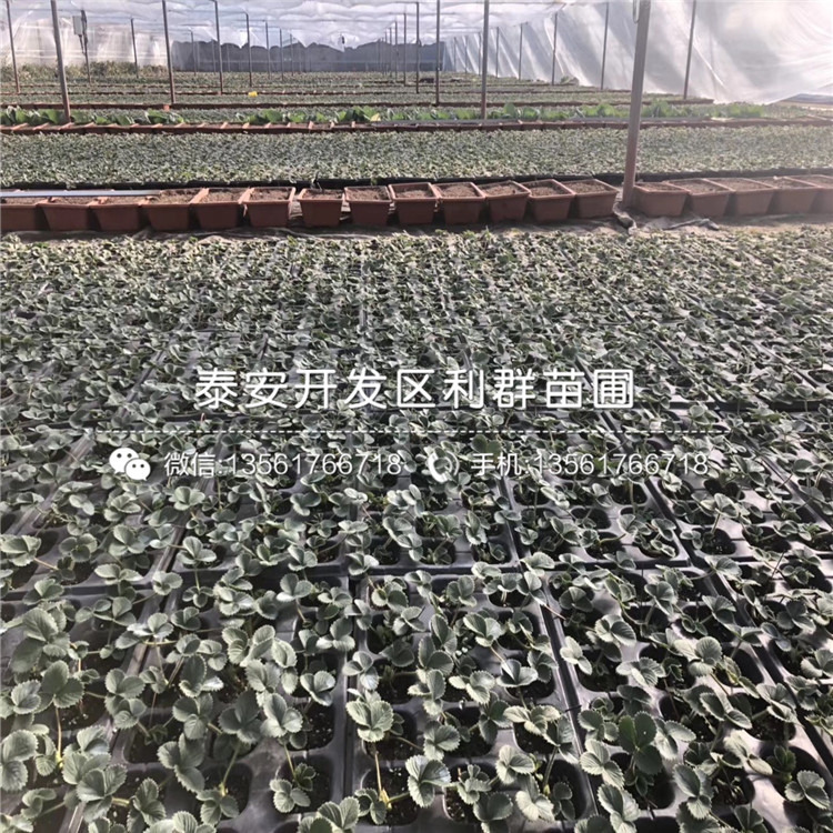 新品种叙利亚草莓苗多少钱一棵