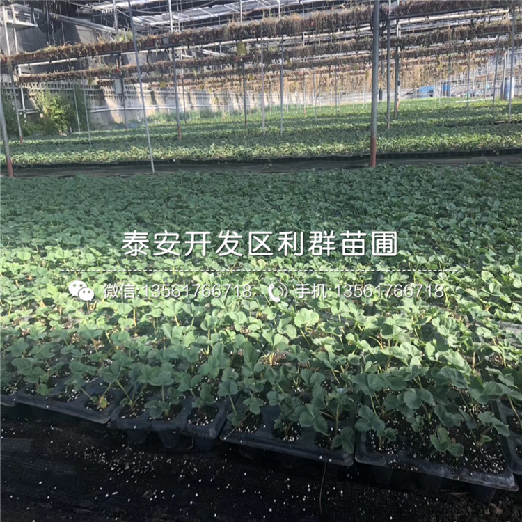 京留香草莓苗品种介绍、2019年京留香草莓苗价格