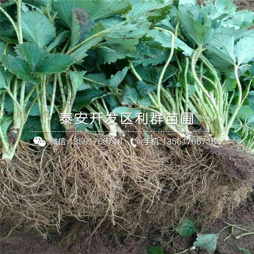 山東德馬草莓苗、山東德馬草莓苗多少錢