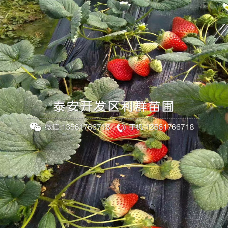 京郊小白草莓苗、京郊小白草莓苗批发基地