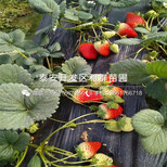 山东大棚草莓苗新品种、山东大棚草莓苗价格是多少图片4