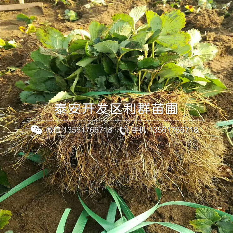 阿尔比草莓苗、阿尔比草莓苗批发价格