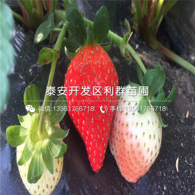 白草莓苗品种、白草莓苗多少钱一棵