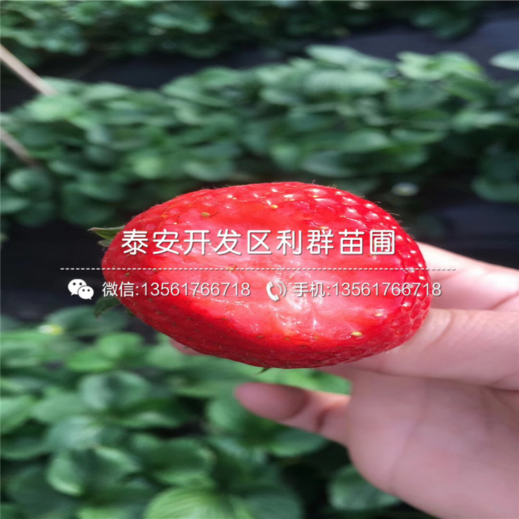 新品种美香莎草莓苗、新品种美香莎草莓苗多少钱一棵