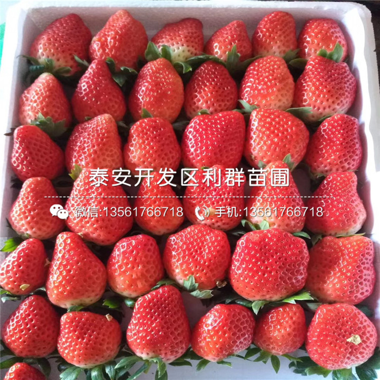 山东四季美德莱特草莓苗新品种、山东四季美德莱特草莓苗价格多少