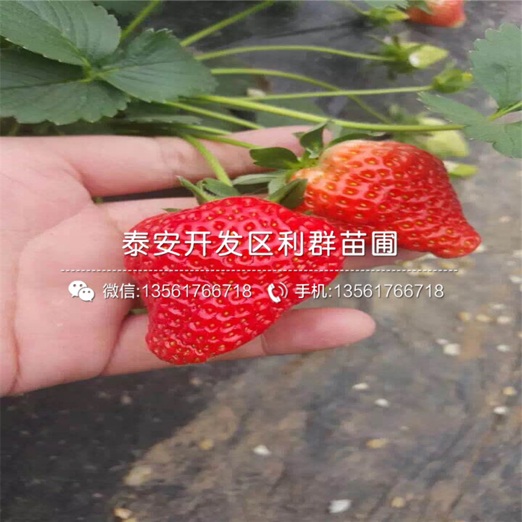 红实美草莓苗品种、2019年红实美草莓苗新品种