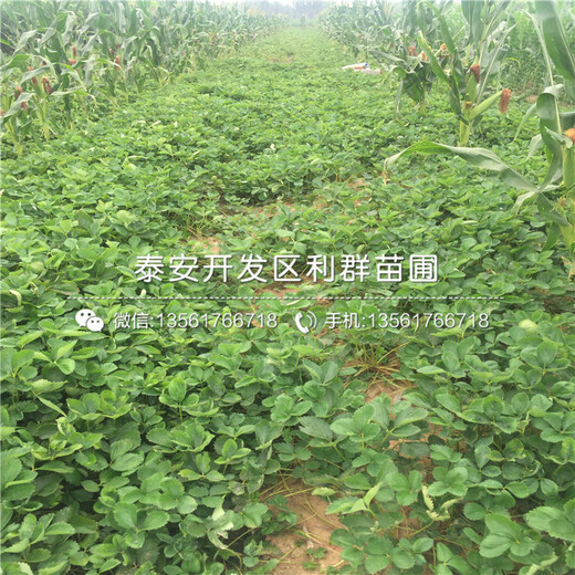 山東羅卡娜草莓苗、山東羅卡娜草莓苗報(bào)價(jià)