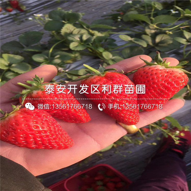 山东章姬草莓苗多少钱、山东章姬草莓苗批发价格