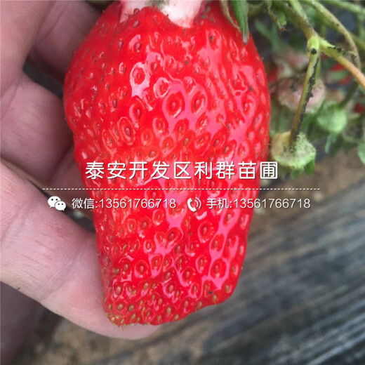 山東新草莓苗、新草莓苗出售價(jià)格