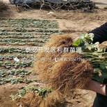 山东白草莓苗、白草莓苗基地图片1