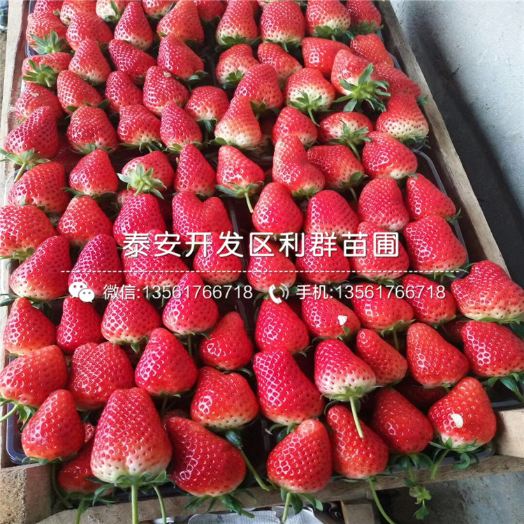 山东雪里香草莓苗、雪里香草莓苗多少钱