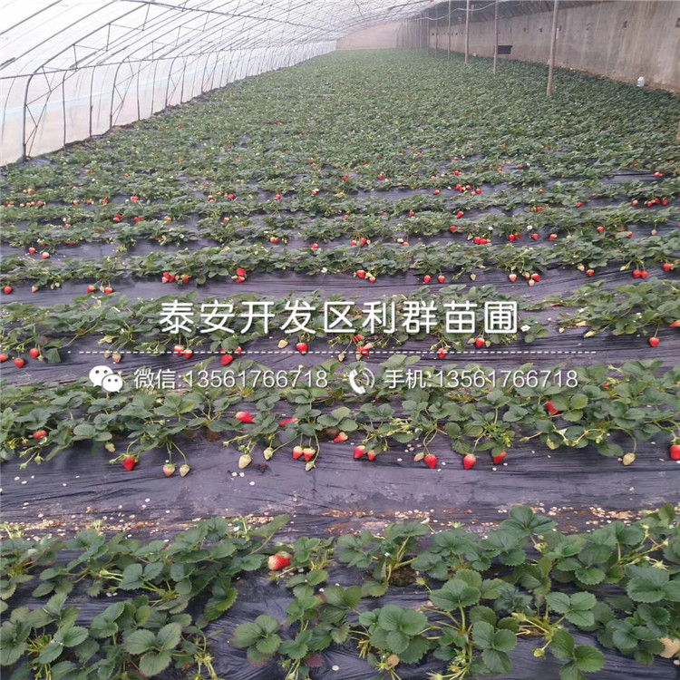 新草莓苗价格、新草莓苗批发