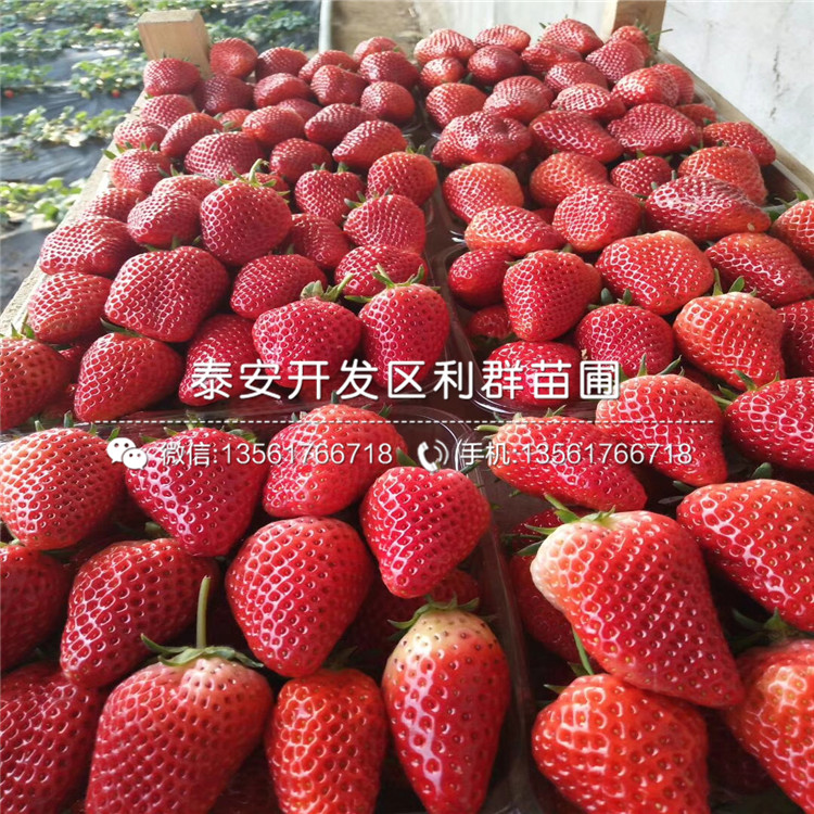 出售艳丽草莓苗、艳丽草莓苗多少钱一棵