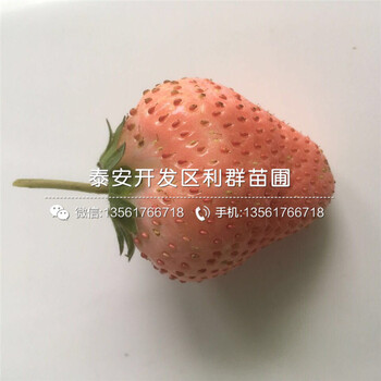 莓宝草莓苗哪里便宜、莓宝草莓苗多少钱一棵