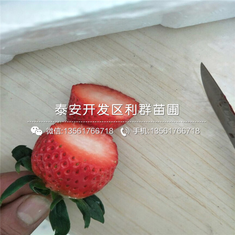 红夏草莓苗多少钱、2019年红夏草莓苗价格
