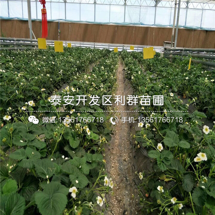 2019年天仙醉草莓苗价格、天仙醉草莓苗多少钱一棵