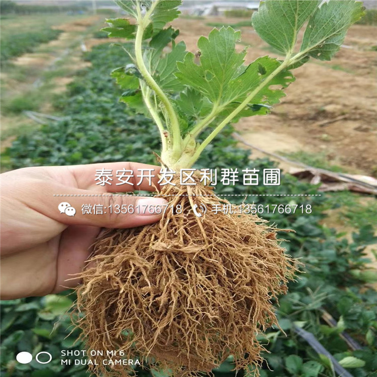 新品种叙利亚草莓苗多少钱一棵