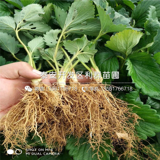 越麗草莓苗品種、越麗草莓苗新品種