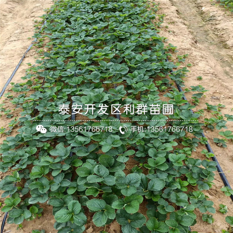 2019年天仙醉草莓苗价格、天仙醉草莓苗多少钱一棵