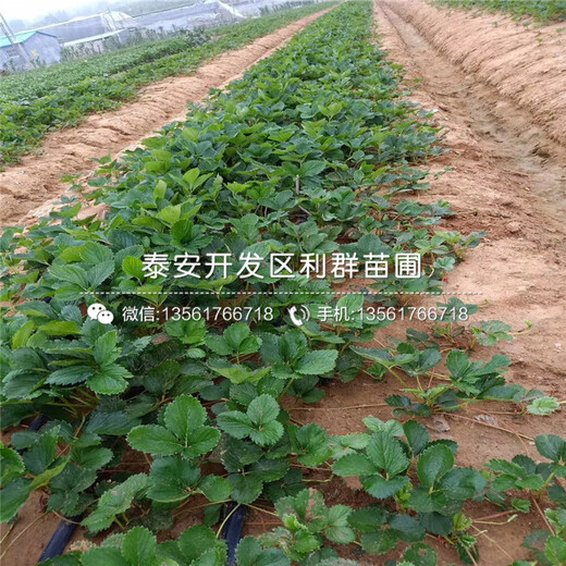 山東草莓苗出售、2019年山東草莓苗價格