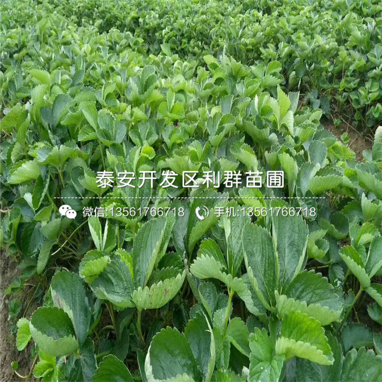 2019年红夏草莓苗多少钱