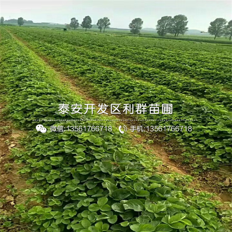 白草莓苗价格、白草莓苗多少钱一株