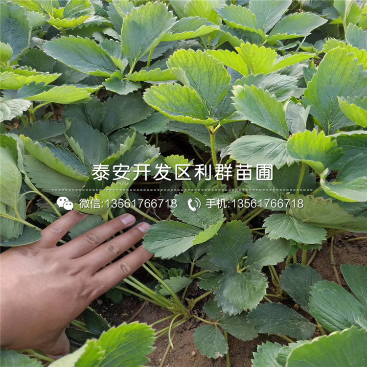 波特拉草莓苗什么价钱