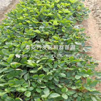 什么地方賣森嘎拉草莓苗、森嘎拉草莓苗多少錢一棵