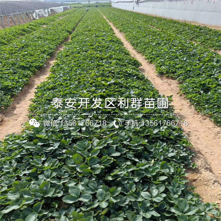 2019年露天草莓苗价格、露天草莓苗多少钱一棵