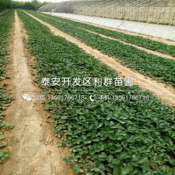 白草莓苗品种、白草莓苗多少钱一棵