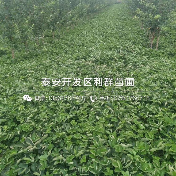 新品种京桃香草莓苗出售价格