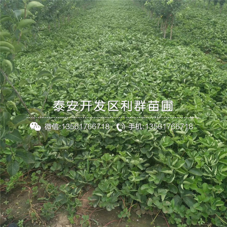 红玫瑰草莓苗、红玫瑰草莓苗价格多少