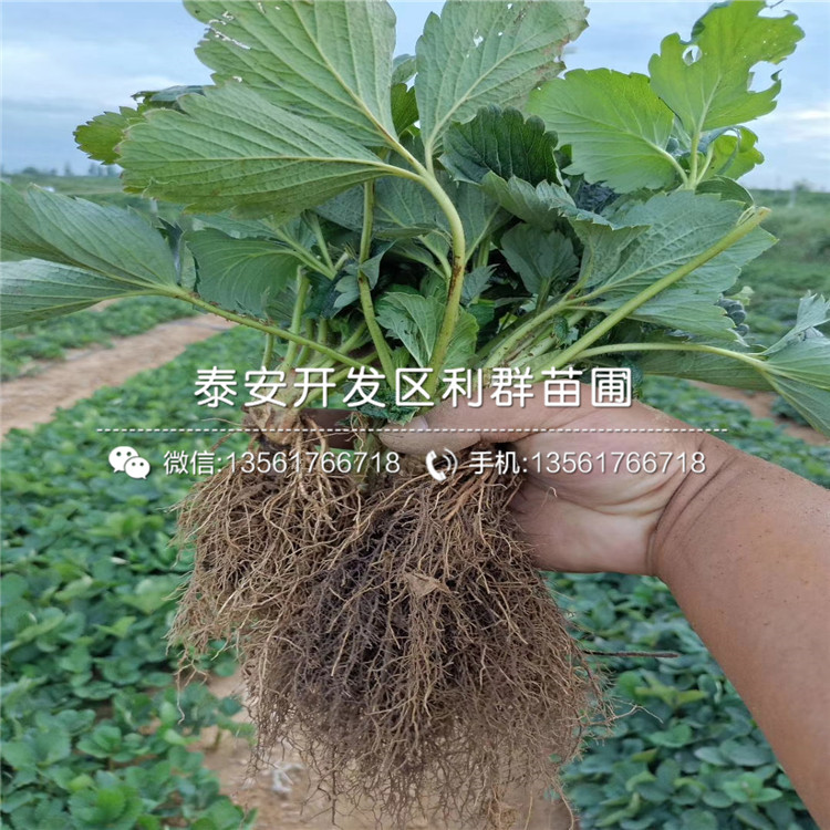 山东京郊小白草莓苗、山东京郊小白草莓苗出售