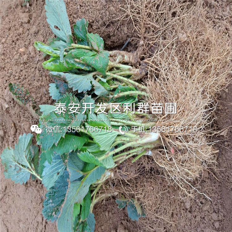 山东蜀香草莓苗、蜀香草莓苗批发