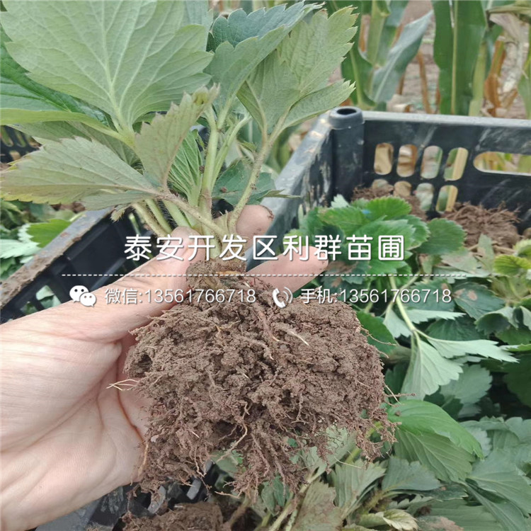 2019年大白草莓苗、大白草莓苗价格及报价